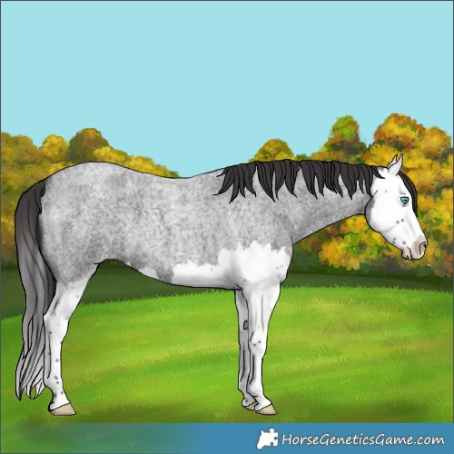 Horse Color:Smoky Blue Roan Splash 