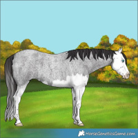 Horse Color:Smoky Blue Roan Splash