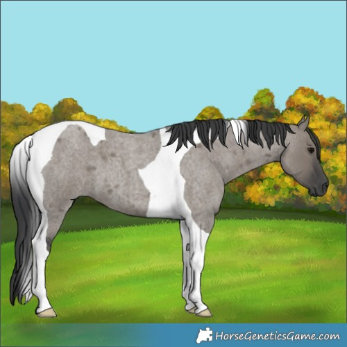 Horse Color:Grullo Roan Tobiano