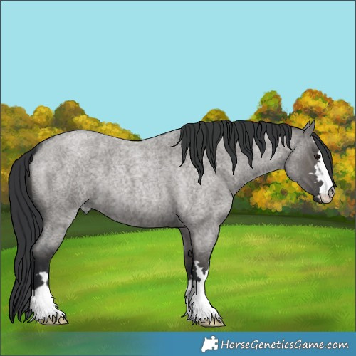 Horse Color:Grullo Roan 