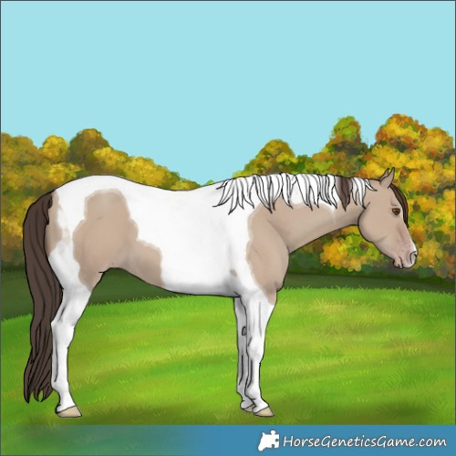 Horse Color:Classic Champagne Dun Tobiano 