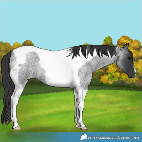 Horse Color:Blue Roan Tobiano
