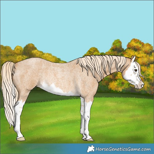 Horse Color:Palomino Roan Splash Rabicano 