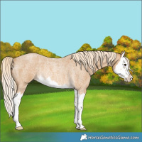 Horse Color:Palomino Roan Splash Rabicano