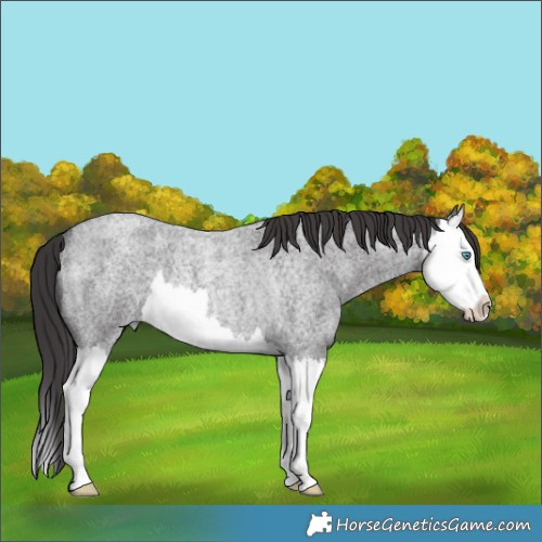 Horse Color:Smoky Blue Roan Splash Rabicano