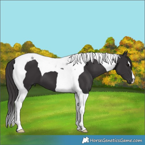 Horse Color:Smoky Black Tobiano
