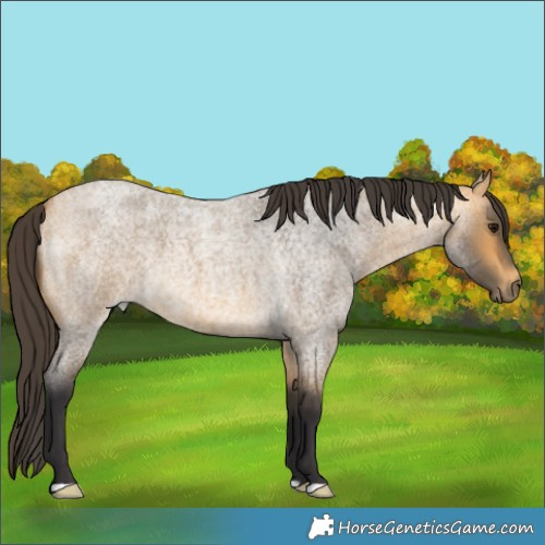 Horse Color:Buckskin Roan 