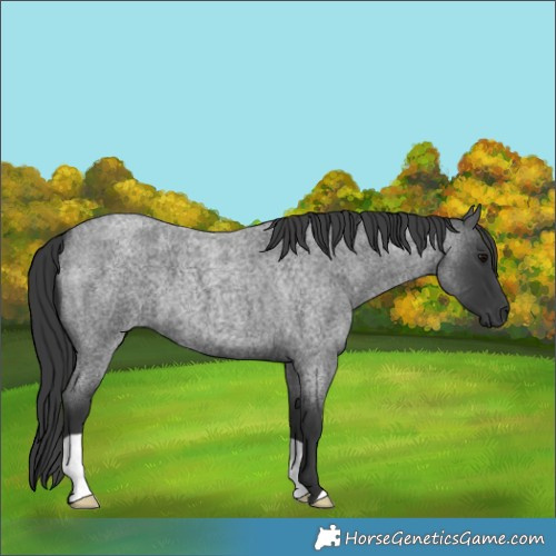 Horse Color:Blue Roan 