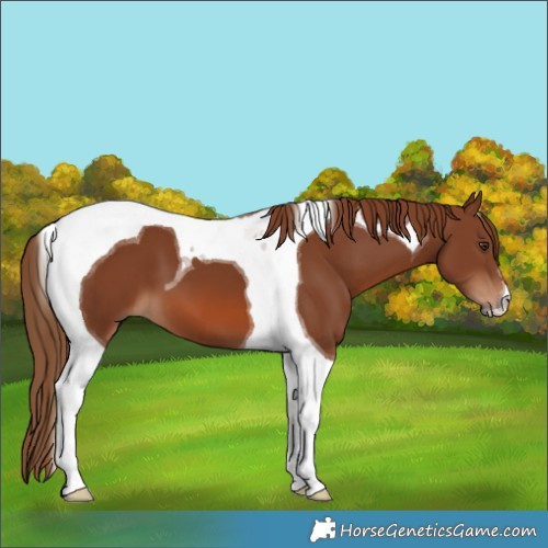 Horse Color:Chestnut Tobiano