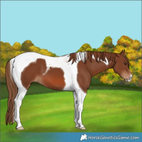 Horse Color:Chestnut Tobiano