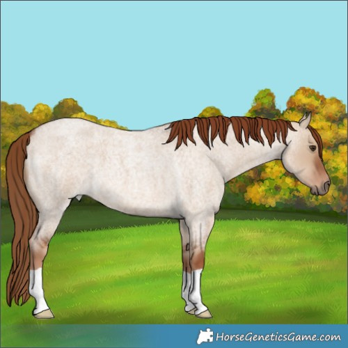 Horse Color:Red Dun Roan 