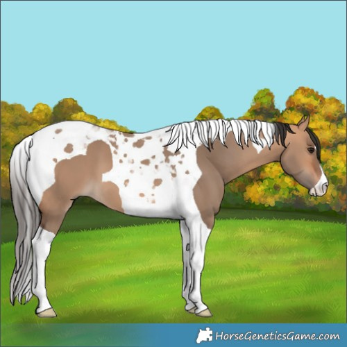 Horse Color:Bay Dun Tobiano