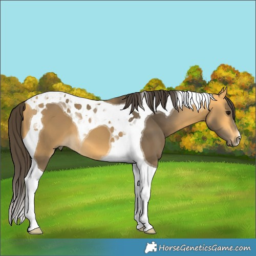 Horse Color:Buckskin Tobiano