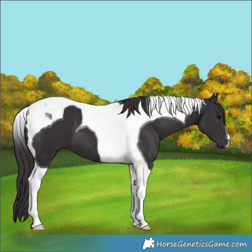 Horse Color:Smoky Black Tobiano
