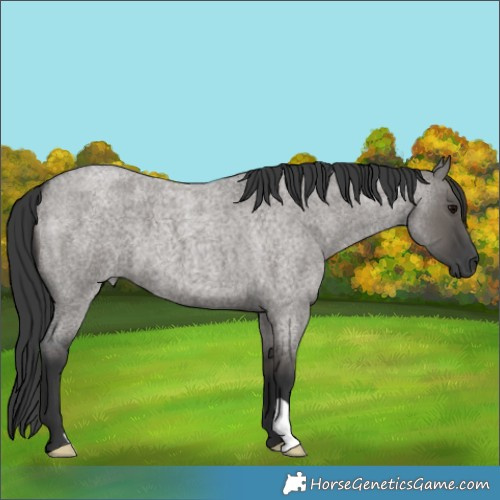 Horse Color:Grullo Roan