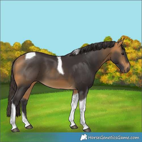Horse Color:Buckskin Tobiano 