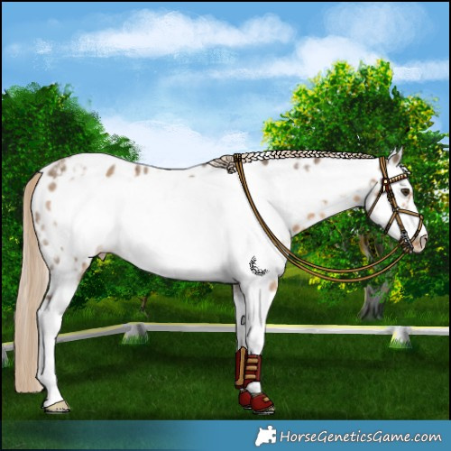 Horse Color:Chocolate Palomino Sabino Frame Near Leopard 