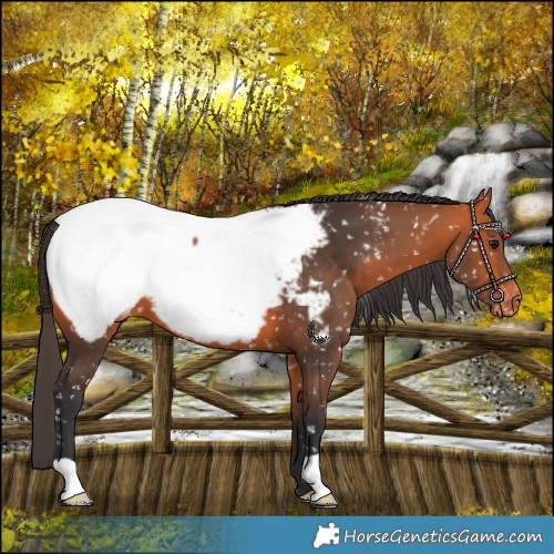 Horse Color:Bay Snowcap