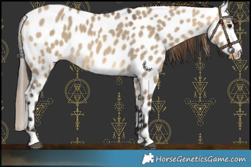 Horse Color:Buckskin Dun Near Leopard