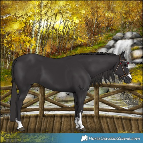 Horse Color:Smoky Black 