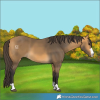 Horse Color:Buckskin 