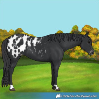 Horse Color:Black Blanket 