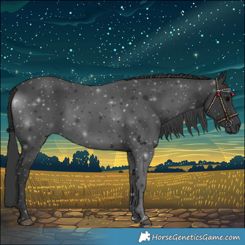 Horse Color:Black 