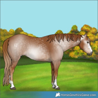 Horse Color:Gray Chestnut