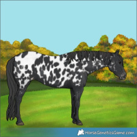 Horse Color:Black Near Leopard 