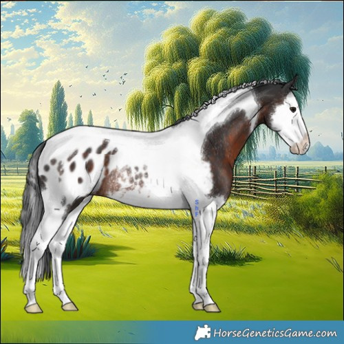 Horse Color:Brown Splash Tobiano Appaloosa Rabicano