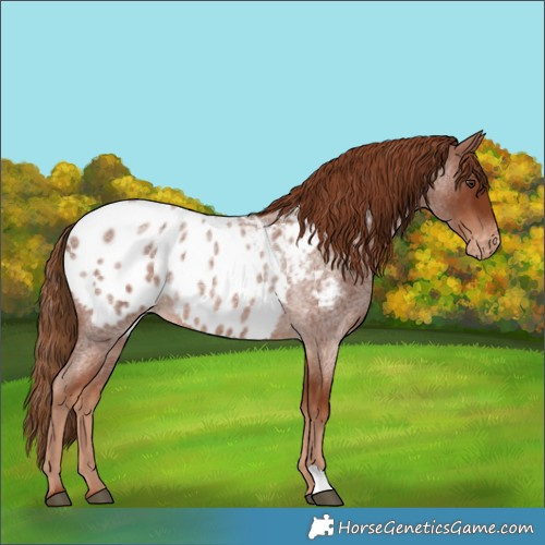 Horse Color:Red Roan Blanket 