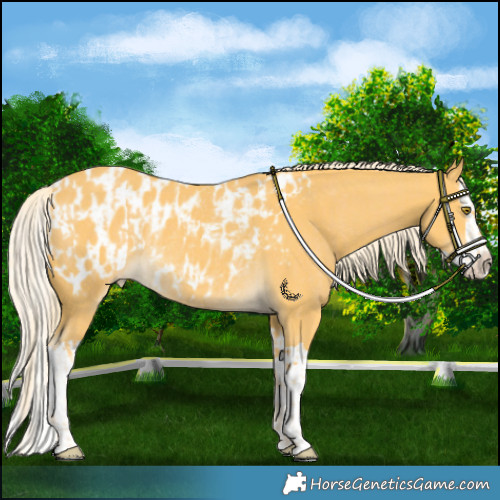 Horse Color:Palomino Rabicano and Palomino Splash Blanket Rabicano