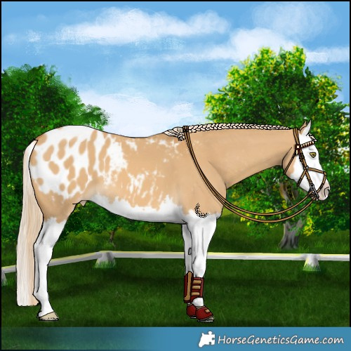 Horse Color:Palomino Dun Splash Blanket 