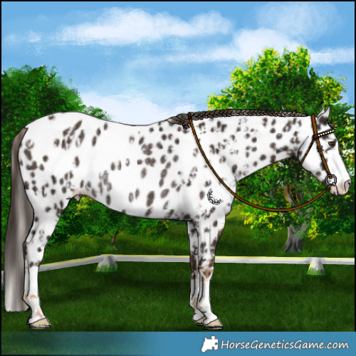 Horse Color:Chocolate Palomino Frame Near Fewspot and Liver Chestnut Near Leopard Rabicano