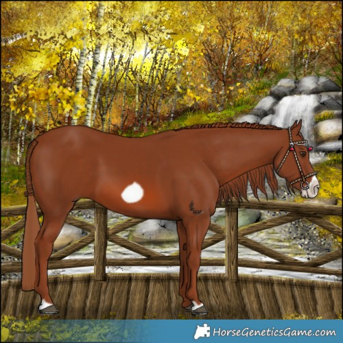 Horse Color:Chestnut Frame 