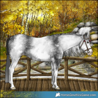 Horse Color:White Spotted Black