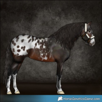 Horse Color:Gray Bay Blanket 