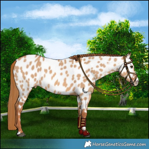 Horse Color:Red Dun Near Leopard Rabicano 