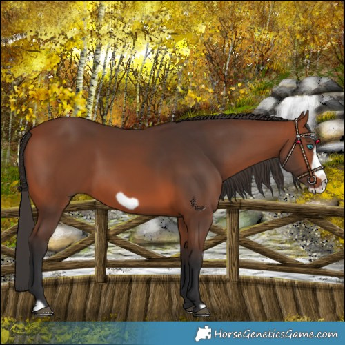 Horse Color:Bay Frame 