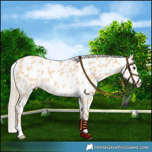 Horse Color:Palomino Dun Leopard Rabicano 