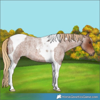 Horse Color:Red Roan Tobiano