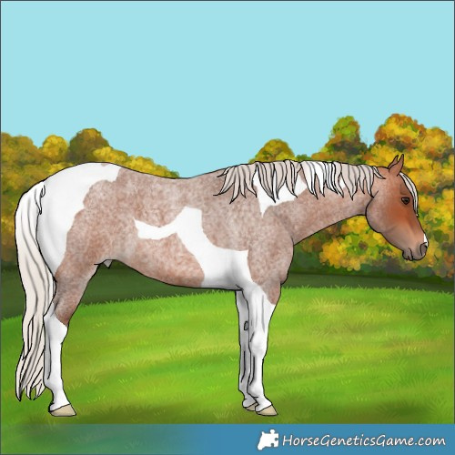 Horse Color:Silver Bay Roan Tobiano 