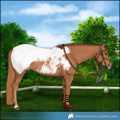 Horse Color:Chestnut Near Fewspot 