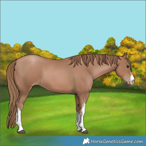 Horse Color:White Spotted Black Pearl 