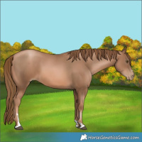 Horse Color:Liver Chestnut Pearl