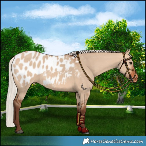 Horse Color:Silver Bay Dun Blanket 