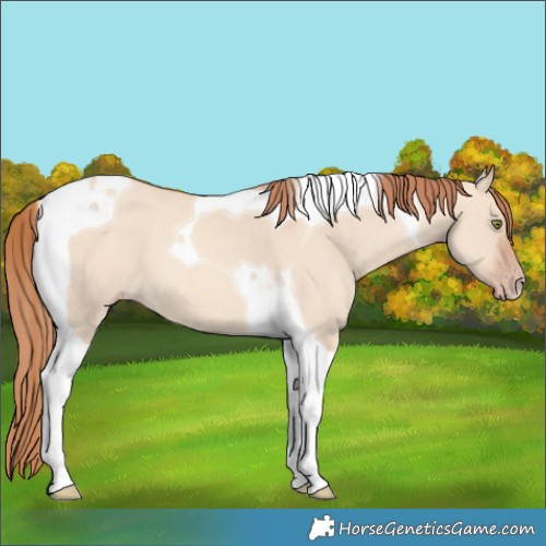 Horse Color:Gold Champagne Dun Tobiano