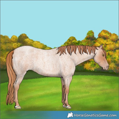 Horse Color:Gold Champagne Roan