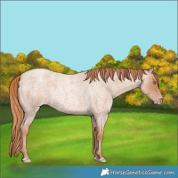 Horse Color:Gold Champagne Roan 