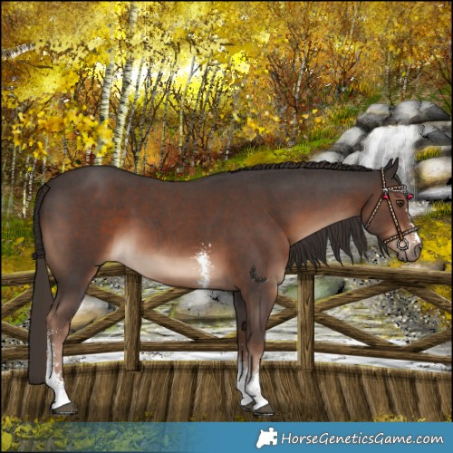 Horse Color:Liver Chestnut Sabino 